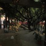 Vraj-Yatra-2014- (2471)